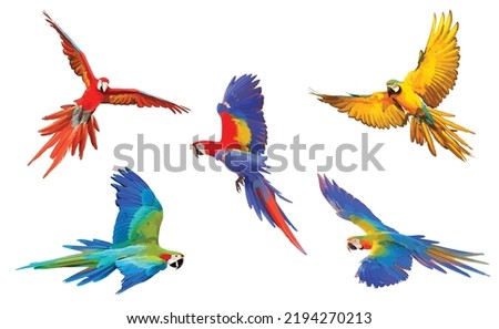 Set of macaw parrot flying isolated on white. Vector illustration