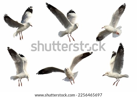 Similar – Foto Bild Möwe im Flug bei blauem Himmel