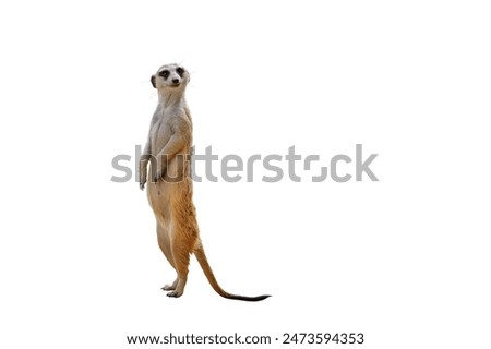 Similar – Image, Stock Photo Meerkat