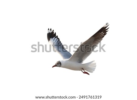 Similar – Image, Stock Photo Seagulls flying in the vivid blue sky