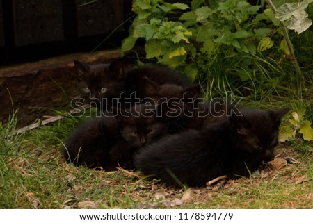 Similar – Image, Stock Photo a very small tomcat lies under a wooden table in the garden