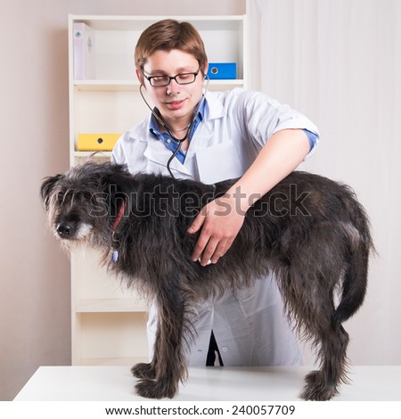 Vet examining a dog with a stethoscope
