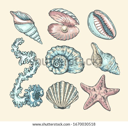 Vector cartoon set with seashells, pearl, seaweed and starfish. Vector collection in sketch style for your design. Isolated  