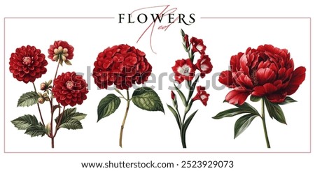 Red garden flowers isolated on a white background. Vintage painting style illustration.