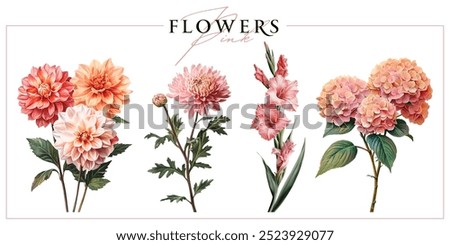 Pink garden flowers isolated on a white background. Vintage painting style illustration.