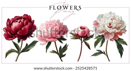 Garden peony flowers isolated on a white background. Vintage painting style illustration.	