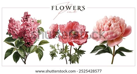 Pink garden flowers isolated on a white background. Vintage painting style illustration.	