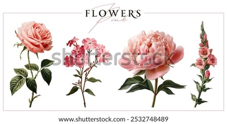 Pink garden flowers isolated on a white background. Vintage painting style illustration.