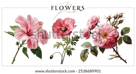 Similar – Image, Stock Photo Flowering poppy at the edge of the field (Island of Rügen)