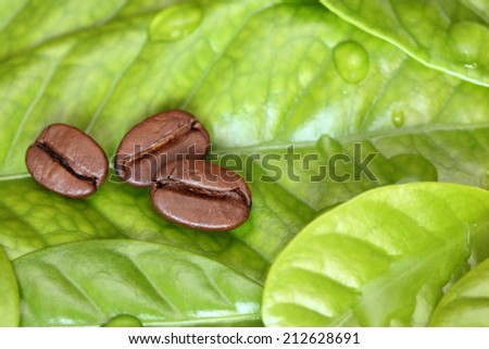 Three roasted coffee beans lying on the coffee leaf. Close-up.