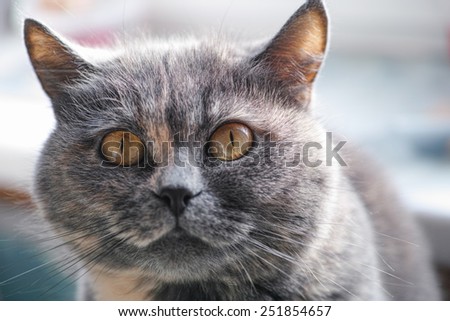 Cat portrait. Cat looking at camera. Closeup.