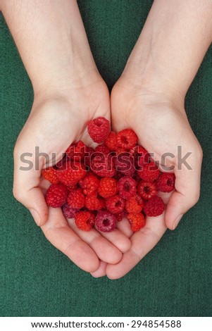 Harvested raspberries in woman palms. Close up.