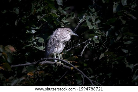 A young black-crowned night heron juvenile Nycticorax nycticorax hiding in a bush, the best photo. Zdjęcia stock © 