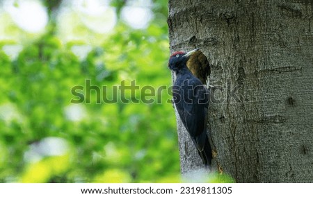 Similar – Image, Stock Photo Black Woodpecker on the moor