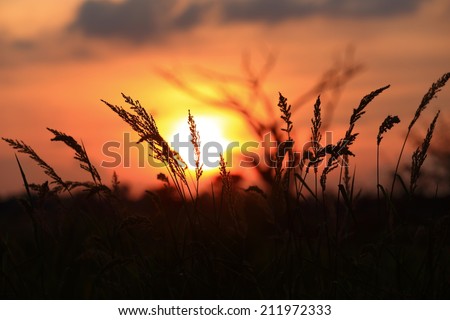 Silhouetted Grass and sunset dry twigs background color red orange yellow sky