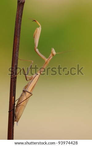 European mantis (Mantis religiosa)