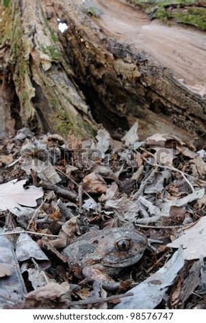 Common Spadefoot (Pelobates fuscus) hide in its lowland forest habitat