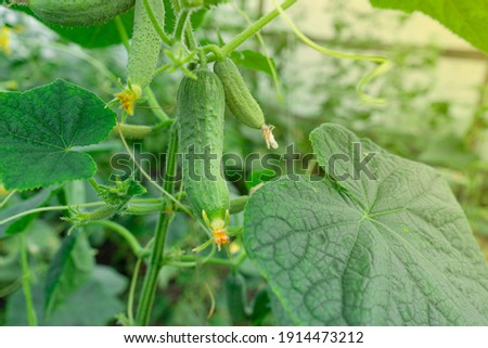 Young plants blooming cucumbers with yellow flowers in the sun, close-up on a background of green leaves. Young cucumbers on a branch in a greenhouse. Growing and blooming greenhouse cucumbers