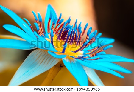 Similar – Image, Stock Photo Close up of colorful air mattress