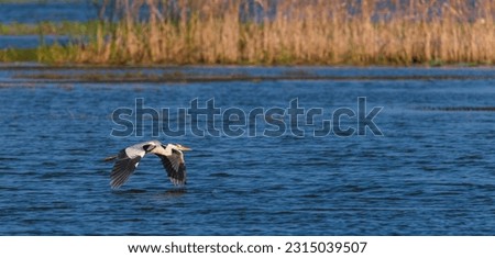 Similar – Image, Stock Photo grey heron birdwatching