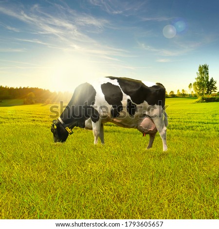 Image, Stock Photo Cow feeding on green grass near beautiful castle