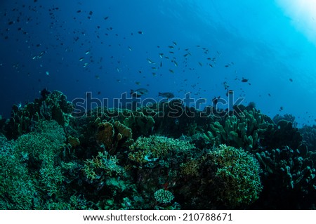 Various hard coral reefs in Gorontalo, Indonesia. Reef fishes are swimming above the coral reefs.