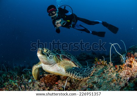 Diver and green Turtle in Gili, Lombok, Nusa Tenggara Barat, Indonesia underwater photo. Green turtle Chelonia mydas resting on the reefs
