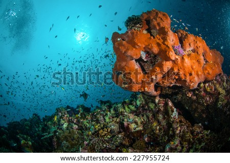 Various reef fishes swimming above the coral reefs in Gili, Lombok, Nusa Tenggara Barat, Indonesia underwater photo. There are sponge, hard coral