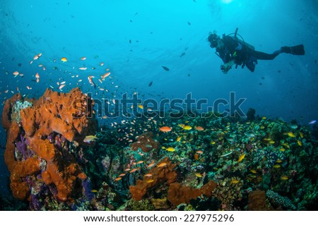 Diver and various reef fishes swimming above the coral reefs in Gili, Lombok, Nusa Tenggara Barat, Indonesia underwater photo. There are sponge, hard coral