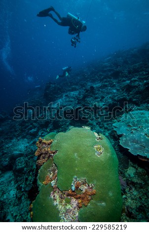 Diver and various coral reefs in Derawan, Kalimantan, Indonesia underwater photo. There is great star coral.