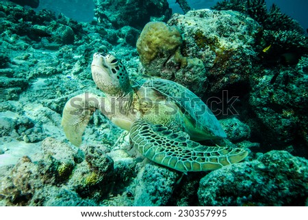 Green sea turtle resting on the reefs in Derawan, Kalimantan, Indonesia underwater photo. Chelonia mydas surrounded by various coral reefs.