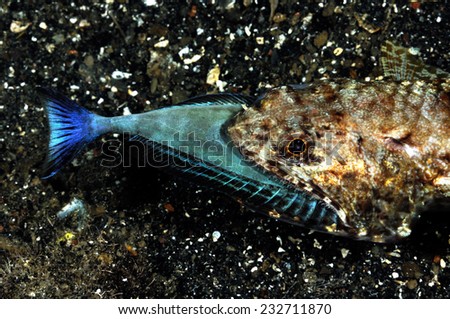 Lizardfish eating fish in Banda, Indonesia underwater photo. Synodus species has large mouth to capture prey.