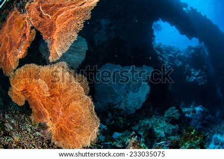 Sea fan Melithaea in Banda, Indonesia underwater photo. Lot of sea fan Melithaea with an orange color.