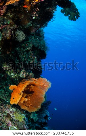 Sea fan Melithaea in Banda, Indonesia underwater photo. Lot of sea fan Melithaea with an orange color, and there is soft coral.