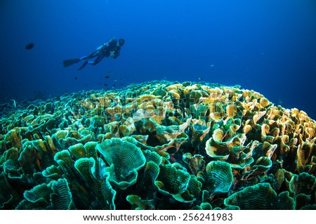 scuba diving above coral below boat bunaken sulawesi indonesia underwater photo
