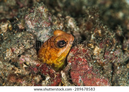 scuba diving lembeh indonesia underwater chestnut jawfish