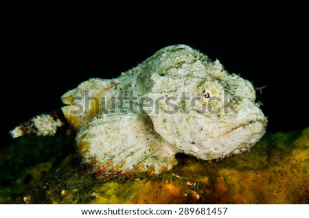 scuba diving lembeh indonesia devil scorpionfish
