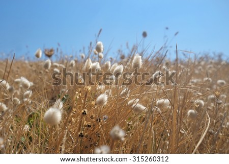 white fluffy gentle grass, seeds,  dried flowers