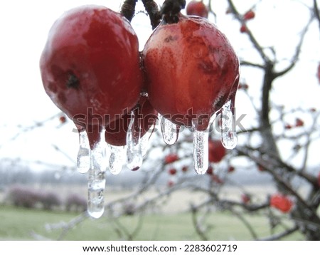 Similar – Foto Bild Eiszapfen am Apfelbaum