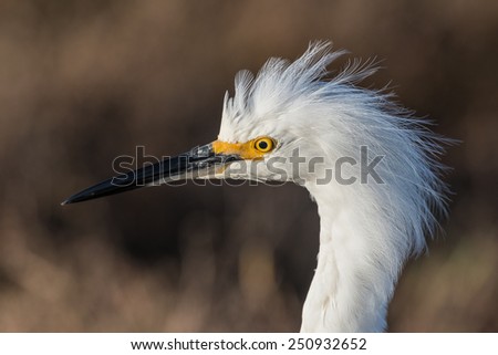 Snowy Egret Closeup:  A snowy egret raises its head feathers in a sign of excitement or agitation.