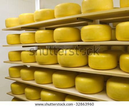 Cheese Wheels Ripening in an Aging room