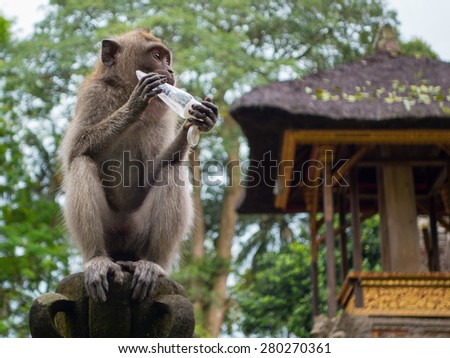 A monkey in the Monkey Forest of Ubud, Bali using stolen hand lotion