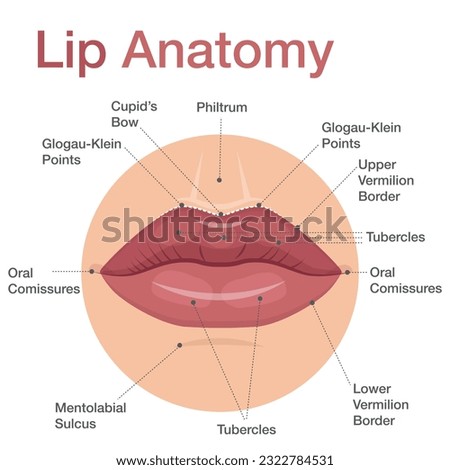 Anatomy of lips infographic with detailed description of parts. Vector illustration can be used for educational purpose.