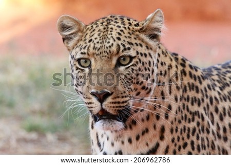 Leopard face