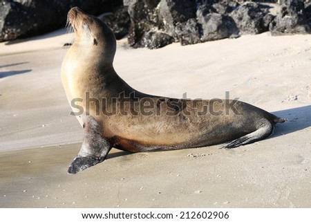 Galapagos sea lions on the beach, Galapagos Islands, Ecuador