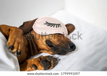 Similar – Image, Stock Photo Adult tired dog lying on sofa at home