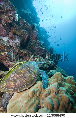 Green Sea Turtle (Chelonia mydas) on a coral sea wall off Bunaken Island, North Sulawesi, Indonesia.