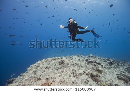 Scuba diver using a reef hook to watch sharks and other fish in the strong currents of the world famous Blue Corner dive site off the islands of Palau in Micronesia.