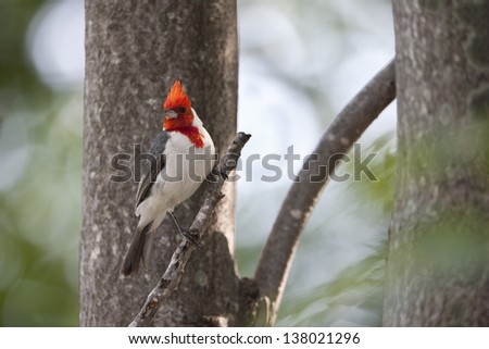 Red-crested Cardinal (Paroaria coronata) at the Buenos Aires Ecological Reserve in Buenos Aires, Argentina.