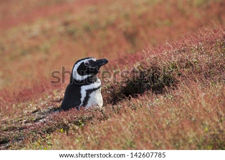 Magellanic Penguin (Spheniscus magellanicus) in it\'s nesting burrow surrounded by red plants on Steeple Jason Island in the Falklands.